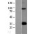 Western Blot: TLR5 Lysate [NBL1-16954] - Western Blot experiments. 
Left-Control; Right -Over-expression Lysate for TLR5